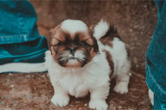 Shih Tzu pups