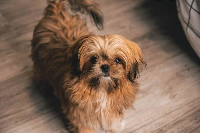 Schattige Shih Tzu