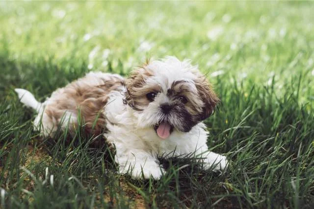 Shih Tzu in het gras