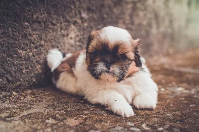 Shih Tzu pup