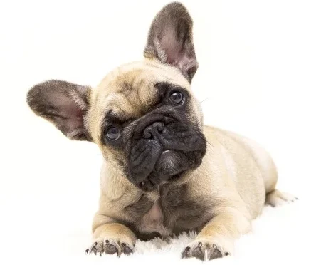 Franse Bulldog informatie