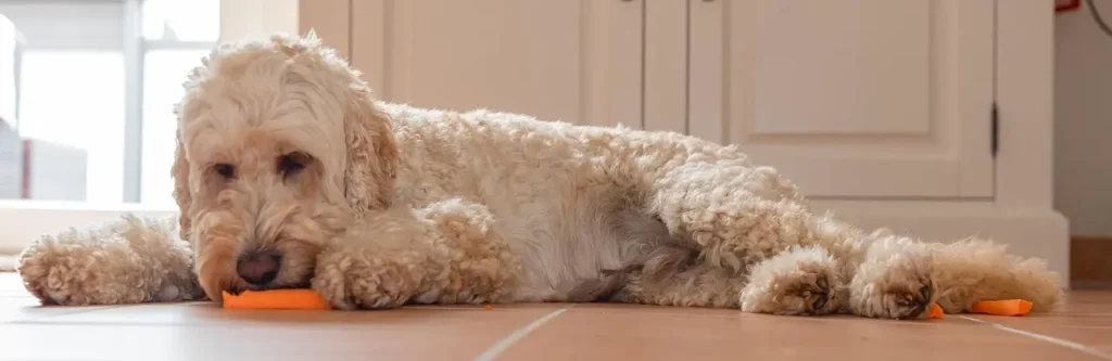 Dog eats carrot