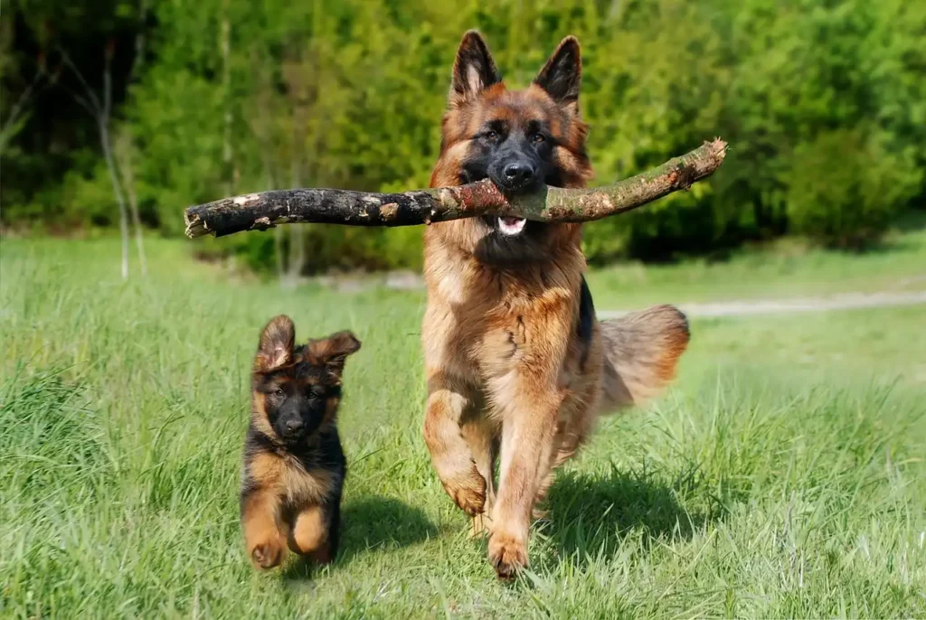 Duitse herder met pup