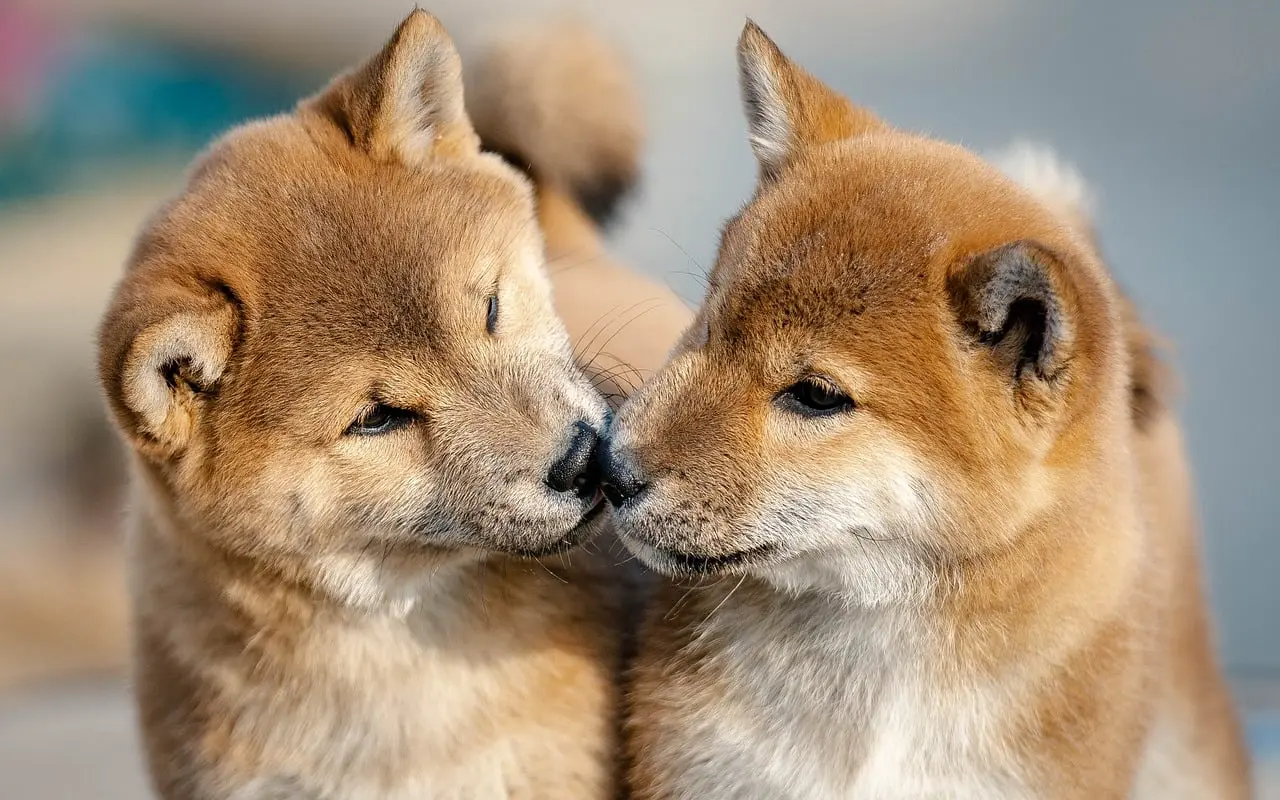 Pup socialiseren informatie
