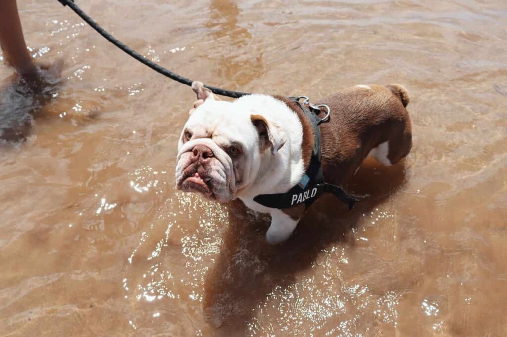 bulldog in water